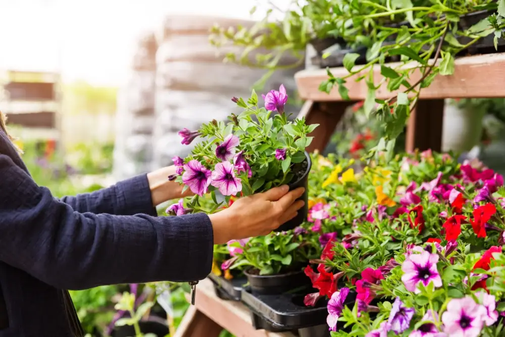 Producteur de fleurs près de Laroque-d'Olmes