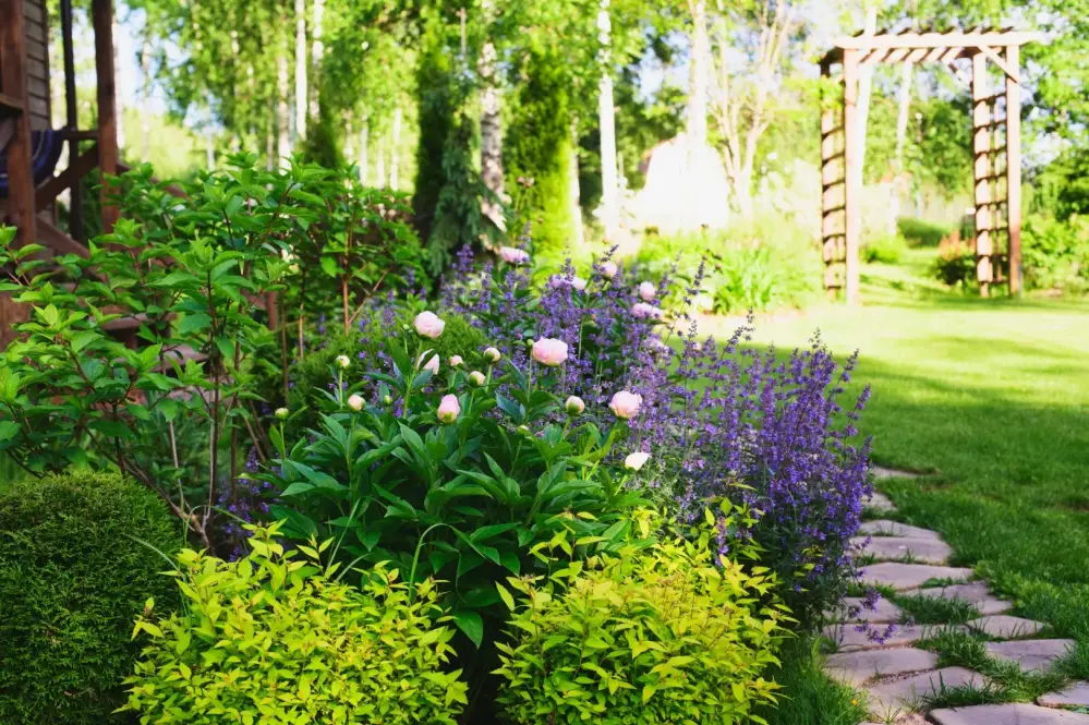 Plantes vivaces près de Laroque-d'Olmes
