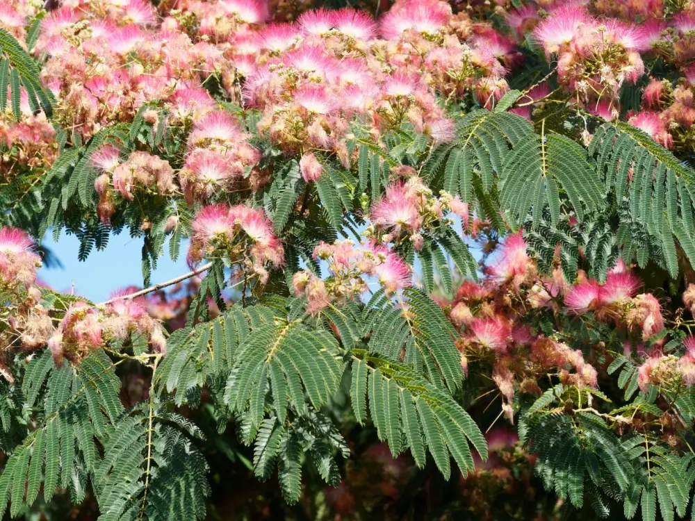 Albizia julibrissin Ombrella