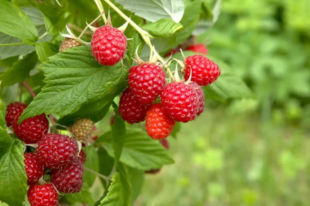 Petits fruits près de Laroque-d'Olmes