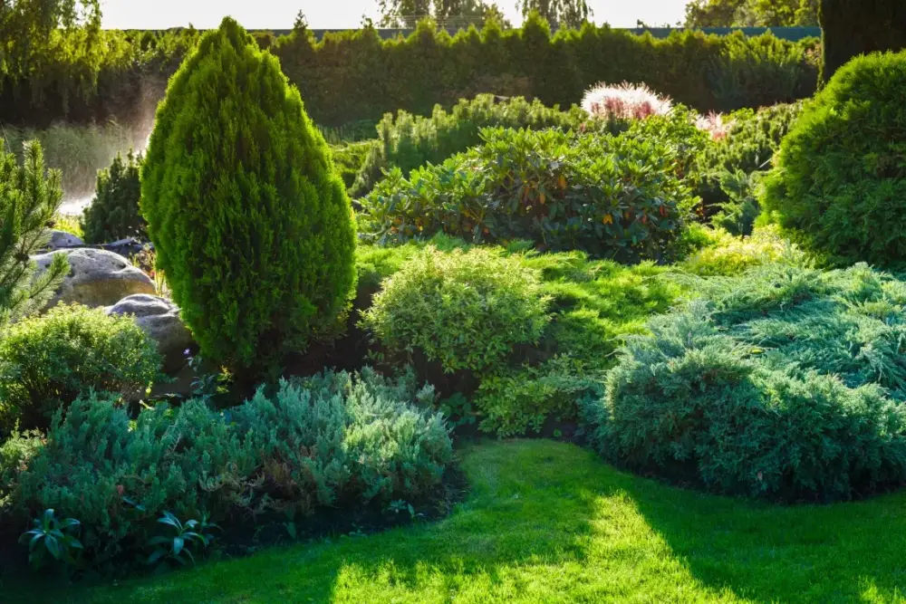 Arbres et arbustes près de Laroque-d'Olmes