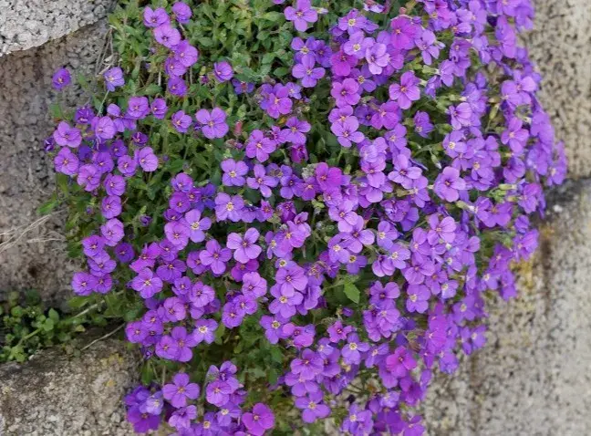 Aubriette